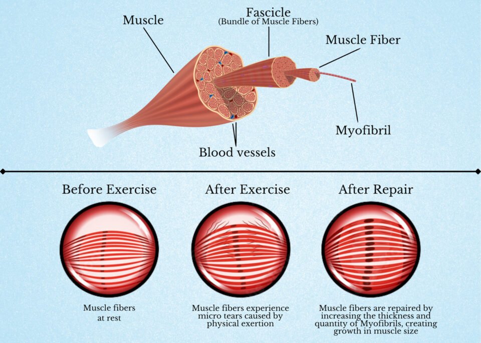 Muscle building and growth diagram