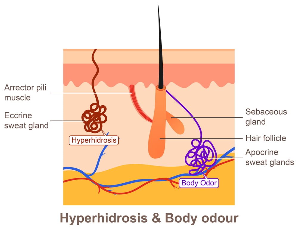 sweat glands understanding body oder