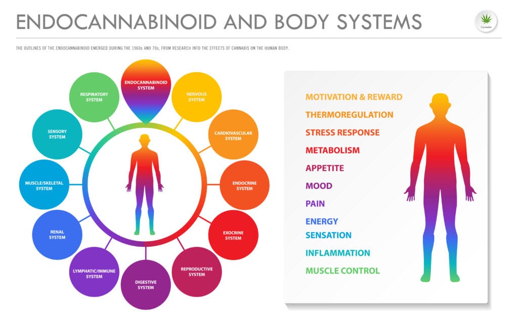 Endocannabinoid Benefits